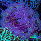 Ultra Hammer Coral -  WYSIWYG 5cm C5R6B1 Ultra Hammer Coral -  WYSIWYG 5cm C5R6B1 Aquarium Decor Ultra Hammer Coral -  WYSIWYG 5cm C5R6B1 Zeo Box Reef