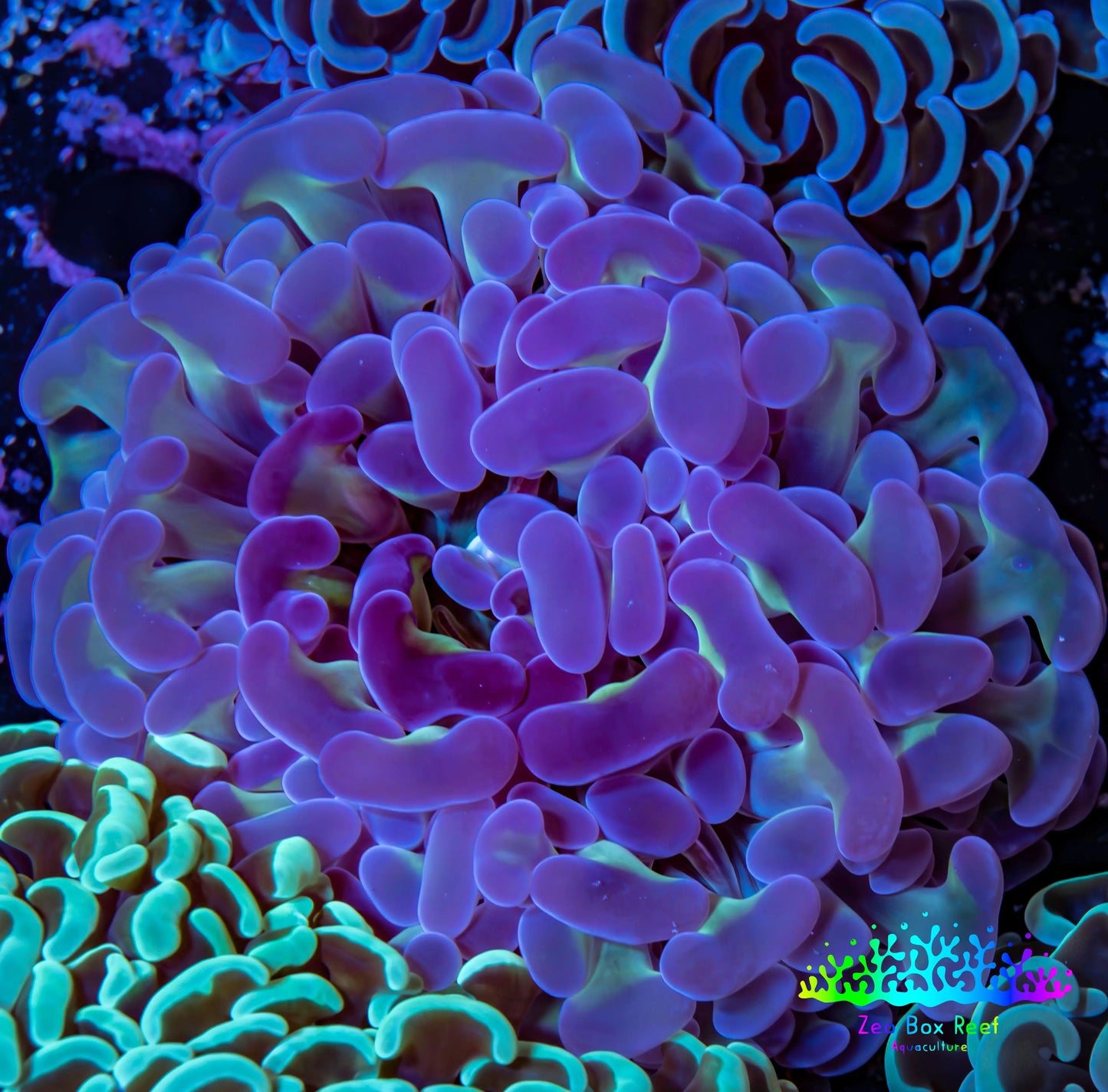 Ultra Hammer Coral -  WYSIWYG 5cm C5R6B1 Ultra Hammer Coral -  WYSIWYG 5cm C5R6B1 Aquarium Decor Ultra Hammer Coral -  WYSIWYG 5cm C5R6B1 Zeo Box Reef