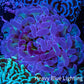 Ultra Hammer Coral -  WYSIWYG 5cm C5R6B1 Ultra Hammer Coral -  WYSIWYG 5cm C5R6B1 Aquarium Decor Ultra Hammer Coral -  WYSIWYG 5cm C5R6B1 Zeo Box Reef