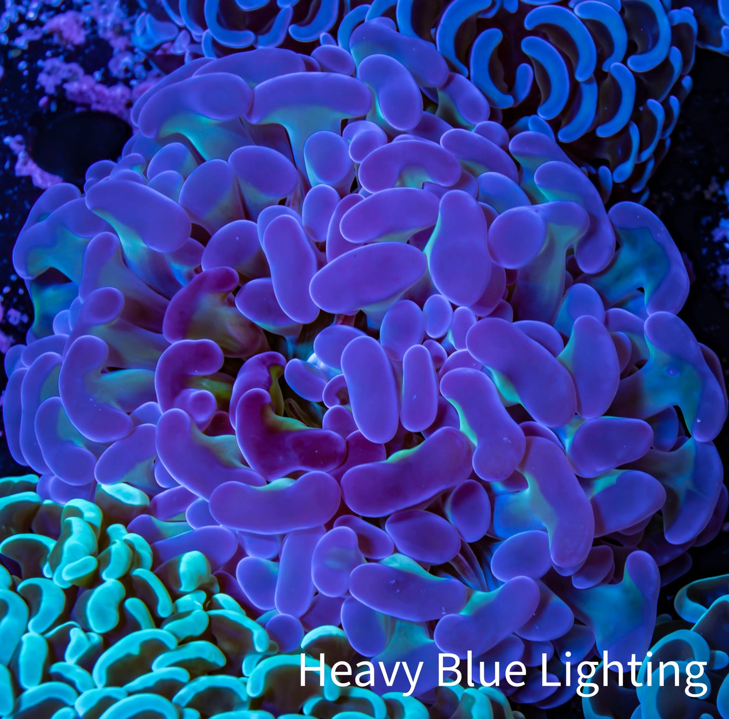 Ultra Hammer Coral -  WYSIWYG 5cm C5R6B1 Ultra Hammer Coral -  WYSIWYG 5cm C5R6B1 Aquarium Decor Ultra Hammer Coral -  WYSIWYG 5cm C5R6B1 Zeo Box Reef