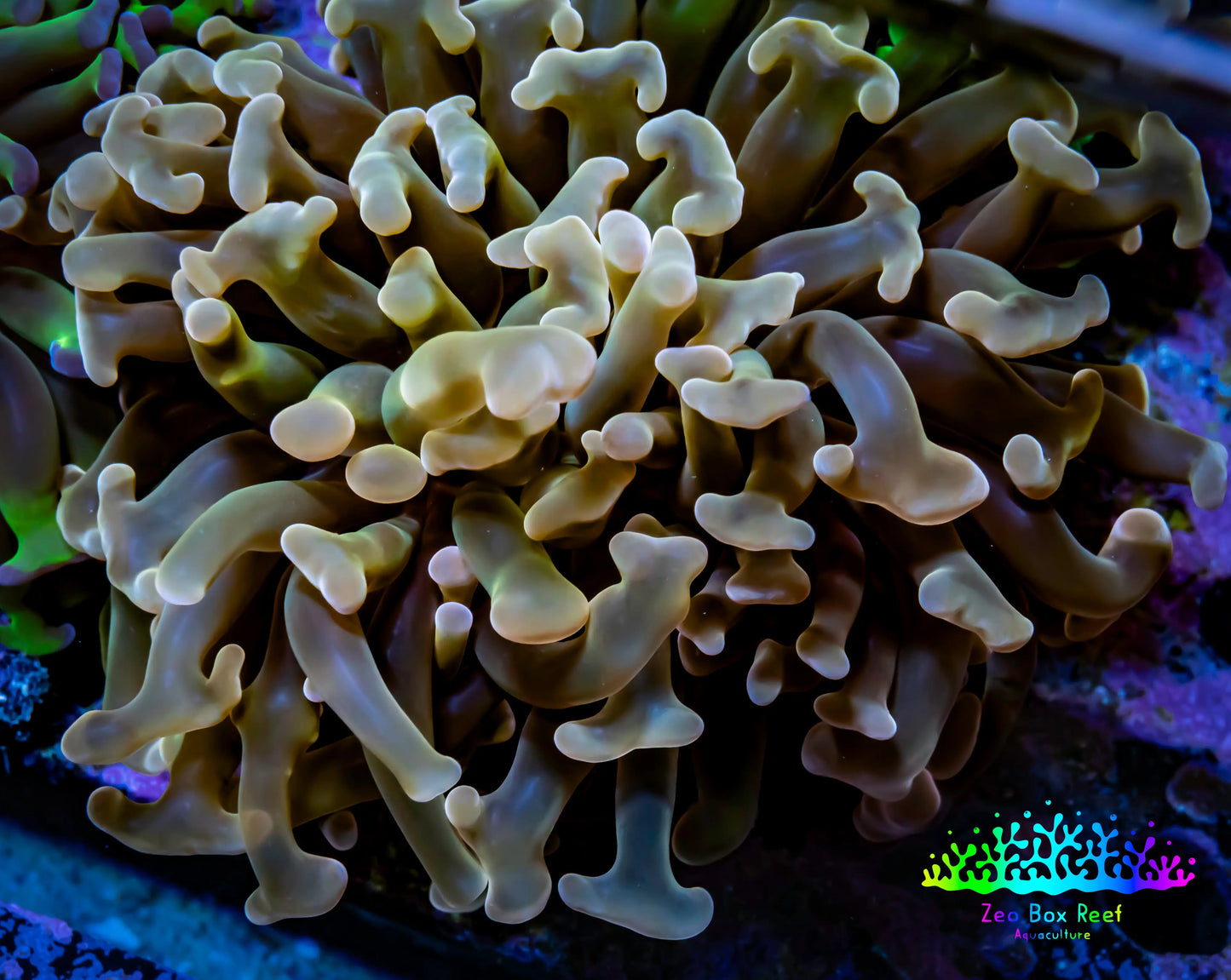 Ultra Hammer Coral -  WYSIWYG 5cm D1R6B1 Ultra Hammer Coral -  WYSIWYG 5cm D1R6B1 Aquarium Decor Ultra Hammer Coral -  WYSIWYG 5cm D1R6B1 Zeo Box Reef