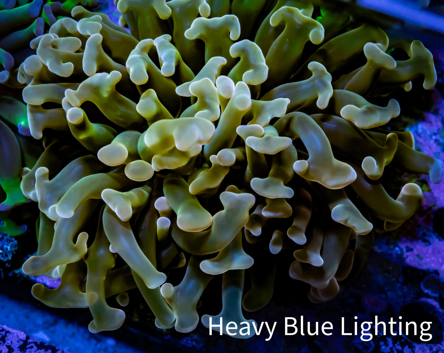 Ultra Hammer Coral -  WYSIWYG 5cm D1R6B1 Ultra Hammer Coral -  WYSIWYG 5cm D1R6B1 Aquarium Decor Ultra Hammer Coral -  WYSIWYG 5cm D1R6B1 Zeo Box Reef