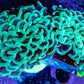 Ultra Hammer Coral -  WYSIWYG 5cm D3R6B1 Ultra Hammer Coral -  WYSIWYG 5cm D3R6B1 Aquarium Decor Ultra Hammer Coral -  WYSIWYG 5cm D3R6B1 Zeo Box Reef