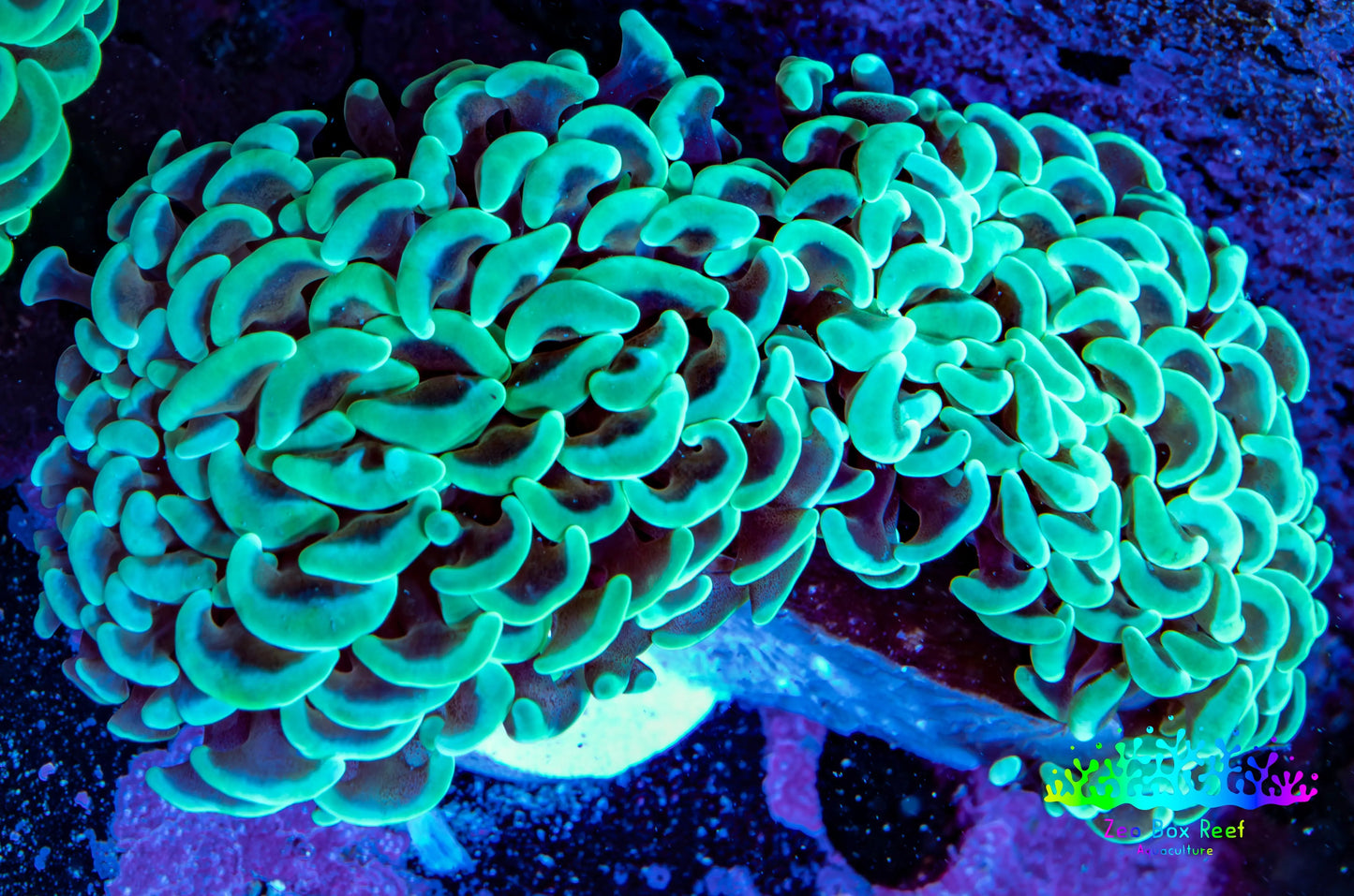 Ultra Hammer Coral -  WYSIWYG 5cm D3R6B1 Ultra Hammer Coral -  WYSIWYG 5cm D3R6B1 Aquarium Decor Ultra Hammer Coral -  WYSIWYG 5cm D3R6B1 Zeo Box Reef