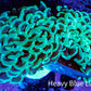 Ultra Hammer Coral -  WYSIWYG 5cm D3R6B1 Ultra Hammer Coral -  WYSIWYG 5cm D3R6B1 Aquarium Decor Ultra Hammer Coral -  WYSIWYG 5cm D3R6B1 Zeo Box Reef