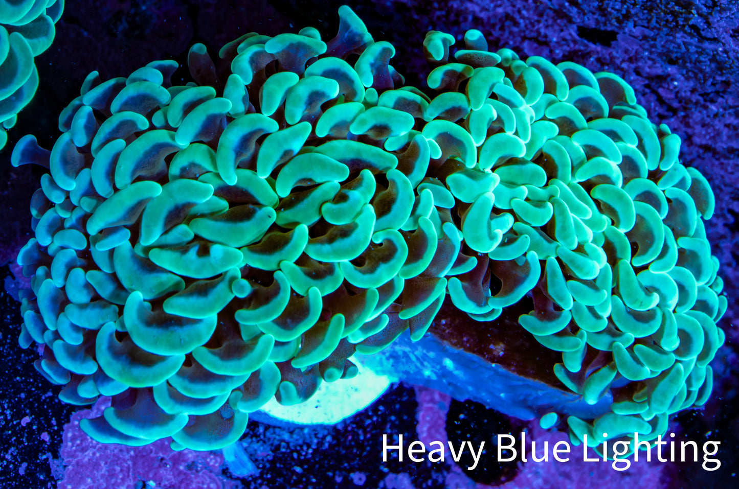 Ultra Hammer Coral -  WYSIWYG 5cm D3R6B1 Ultra Hammer Coral -  WYSIWYG 5cm D3R6B1 Aquarium Decor Ultra Hammer Coral -  WYSIWYG 5cm D3R6B1 Zeo Box Reef