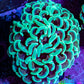 Ultra Hammer Coral -  WYSIWYG 5cm D4R6B1 Ultra Hammer Coral -  WYSIWYG 5cm D4R6B1 Aquarium Decor Ultra Hammer Coral -  WYSIWYG 5cm D4R6B1 Zeo Box Reef