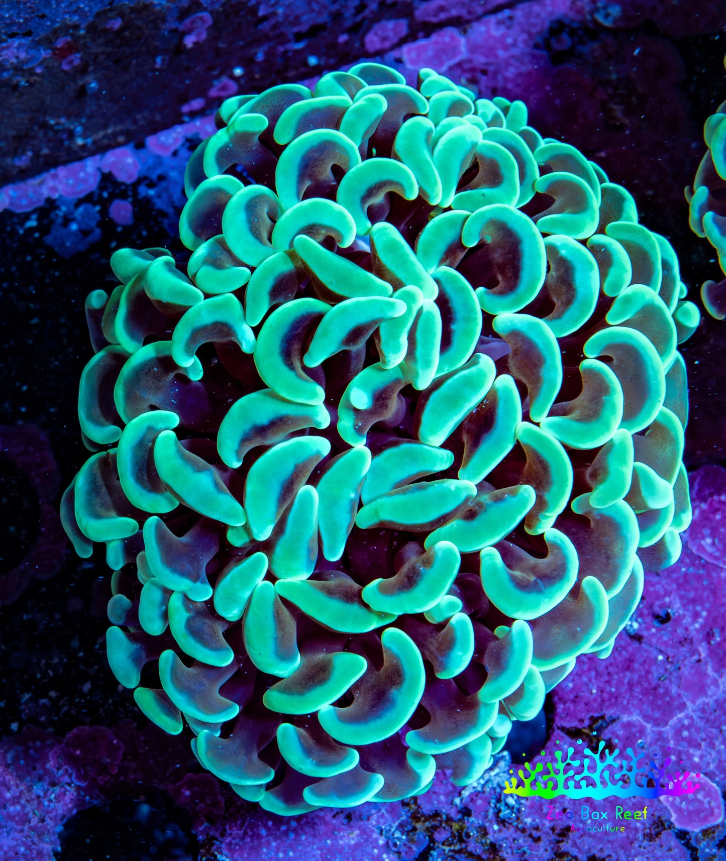 Ultra Hammer Coral -  WYSIWYG 5cm D4R6B1 Ultra Hammer Coral -  WYSIWYG 5cm D4R6B1 Aquarium Decor Ultra Hammer Coral -  WYSIWYG 5cm D4R6B1 Zeo Box Reef