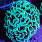Ultra Hammer Coral -  WYSIWYG 5cm D4R6B1 Ultra Hammer Coral -  WYSIWYG 5cm D4R6B1 Aquarium Decor Ultra Hammer Coral -  WYSIWYG 5cm D4R6B1 Zeo Box Reef