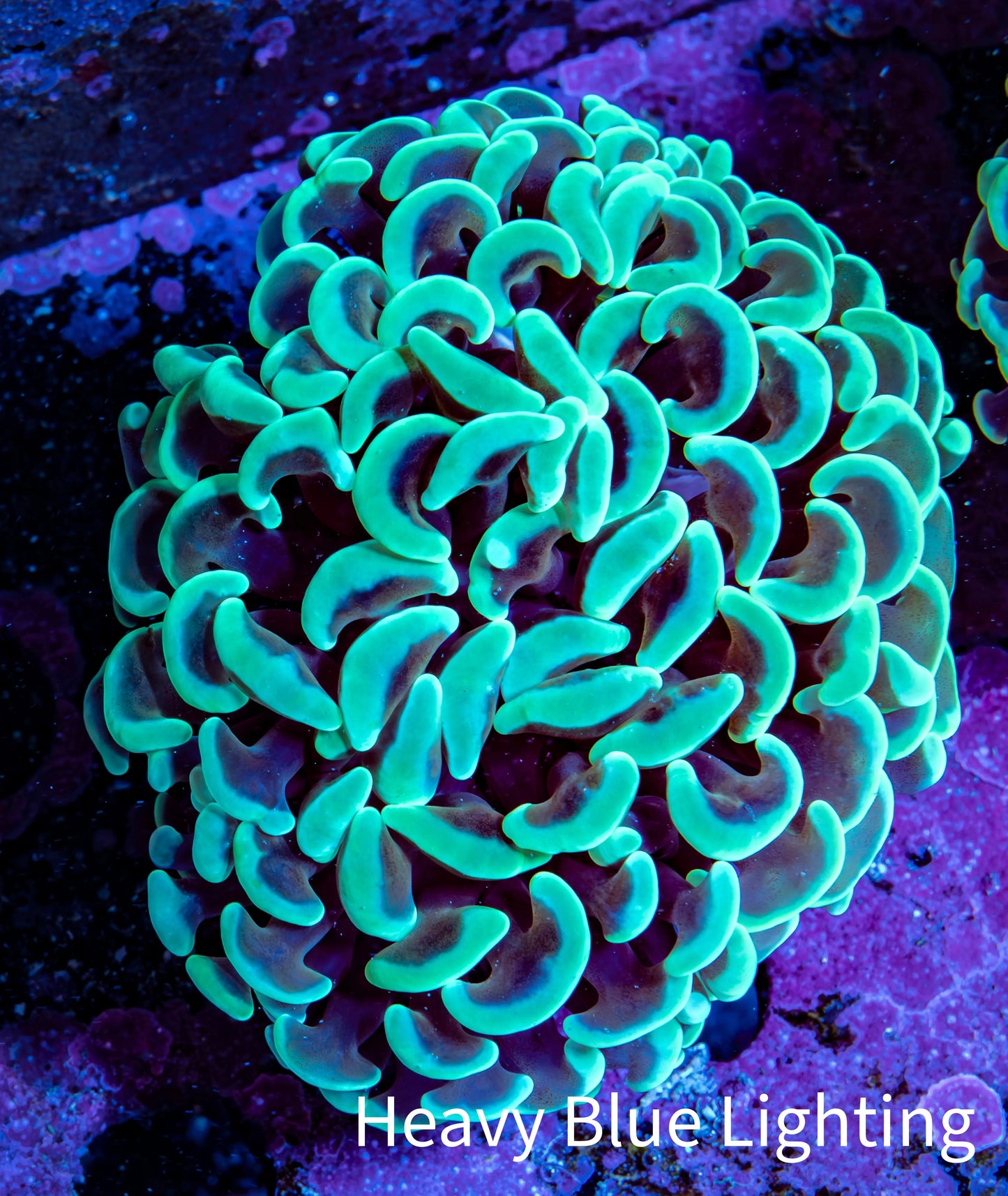 Ultra Hammer Coral -  WYSIWYG 5cm D4R6B1 Ultra Hammer Coral -  WYSIWYG 5cm D4R6B1 Aquarium Decor Ultra Hammer Coral -  WYSIWYG 5cm D4R6B1 Zeo Box Reef