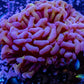 Ultra Hammer Coral  WYSIWYG 5cm Ultra Hammer Coral  WYSIWYG 5cm Aquarium Decor Ultra Hammer Coral  WYSIWYG 5cm Zeo Box Reef