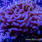 Ultra Hammer Coral  WYSIWYG 5cm Ultra Hammer Coral  WYSIWYG 5cm Aquarium Decor Ultra Hammer Coral  WYSIWYG 5cm Zeo Box Reef