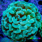 Ultra Hammer Coral -  WYSIWYG 6cm A2R5B1 Ultra Hammer Coral -  WYSIWYG 6cm A2R5B1 Aquarium Decor Ultra Hammer Coral -  WYSIWYG 6cm A2R5B1 Zeo Box Reef
