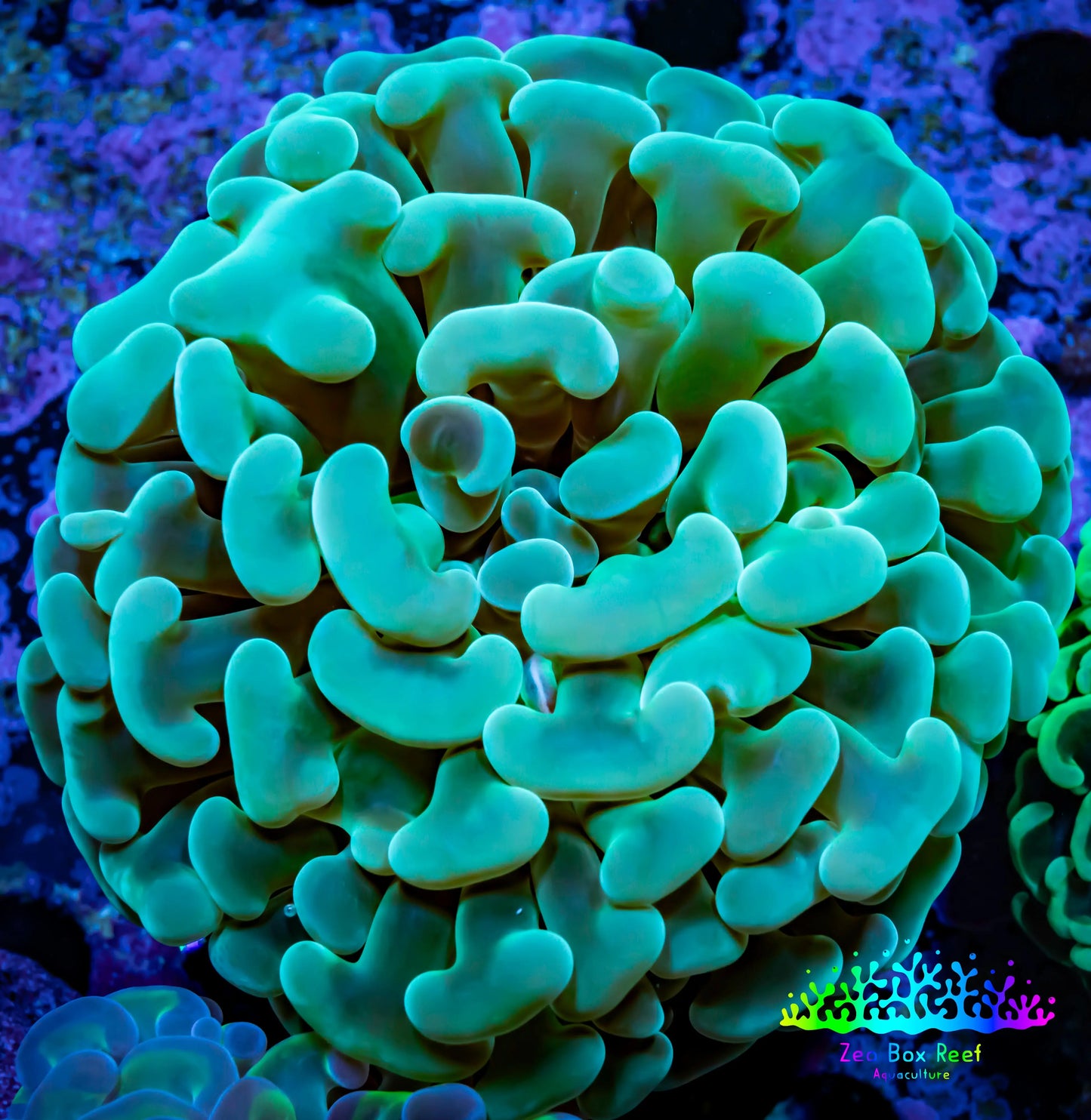 Ultra Hammer Coral -  WYSIWYG 6cm A2R5B1 Ultra Hammer Coral -  WYSIWYG 6cm A2R5B1 Aquarium Decor Ultra Hammer Coral -  WYSIWYG 6cm A2R5B1 Zeo Box Reef