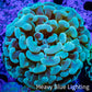 Ultra Hammer Coral -  WYSIWYG 6cm A2R5B1 Ultra Hammer Coral -  WYSIWYG 6cm A2R5B1 Aquarium Decor Ultra Hammer Coral -  WYSIWYG 6cm A2R5B1 Zeo Box Reef