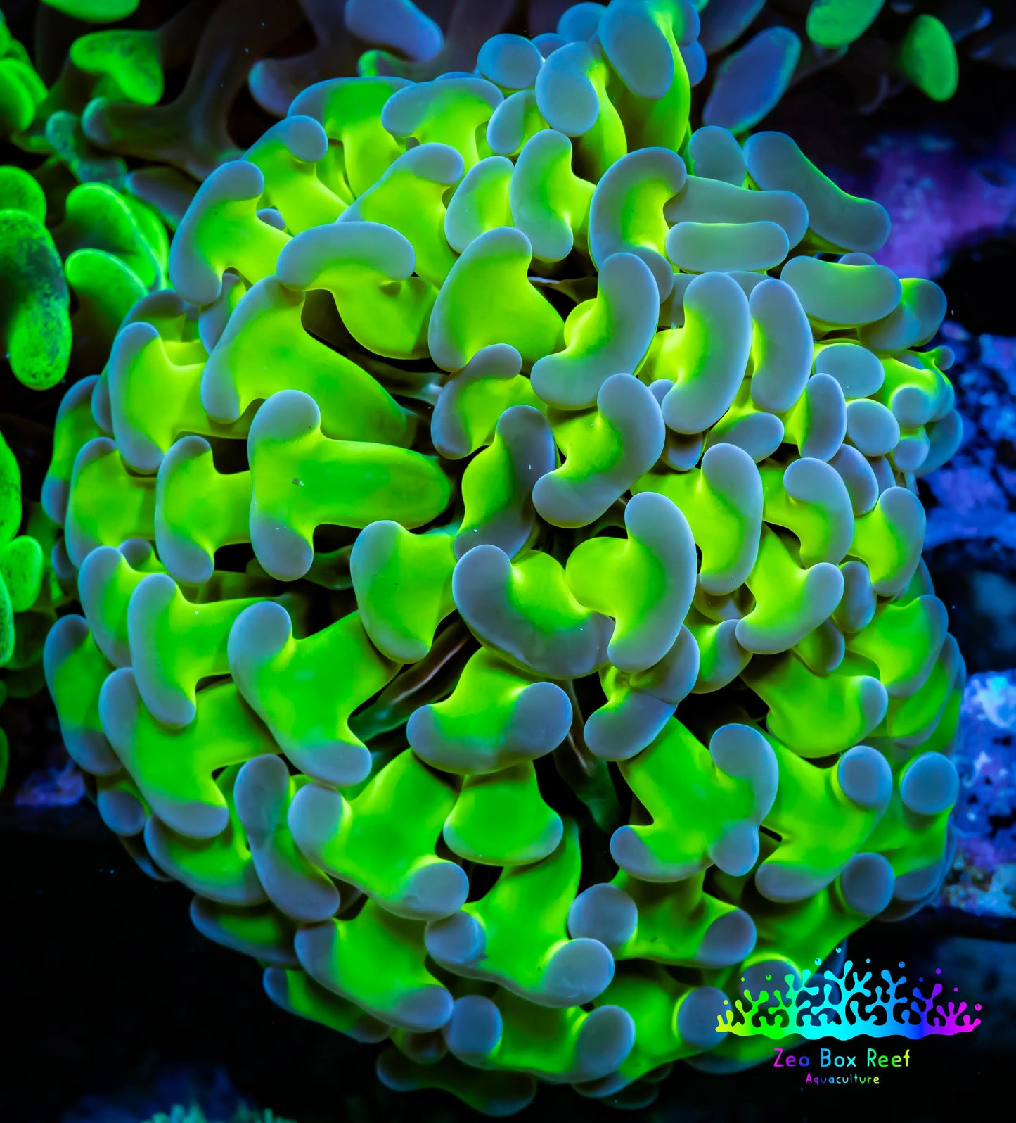 Ultra Hammer Coral WYSIWYG 6cm A4R5B1 Ultra Hammer Coral WYSIWYG 6cm A4R5B1 Aquarium Decor Ultra Hammer Coral WYSIWYG 6cm A4R5B1 Zeo Box Reef