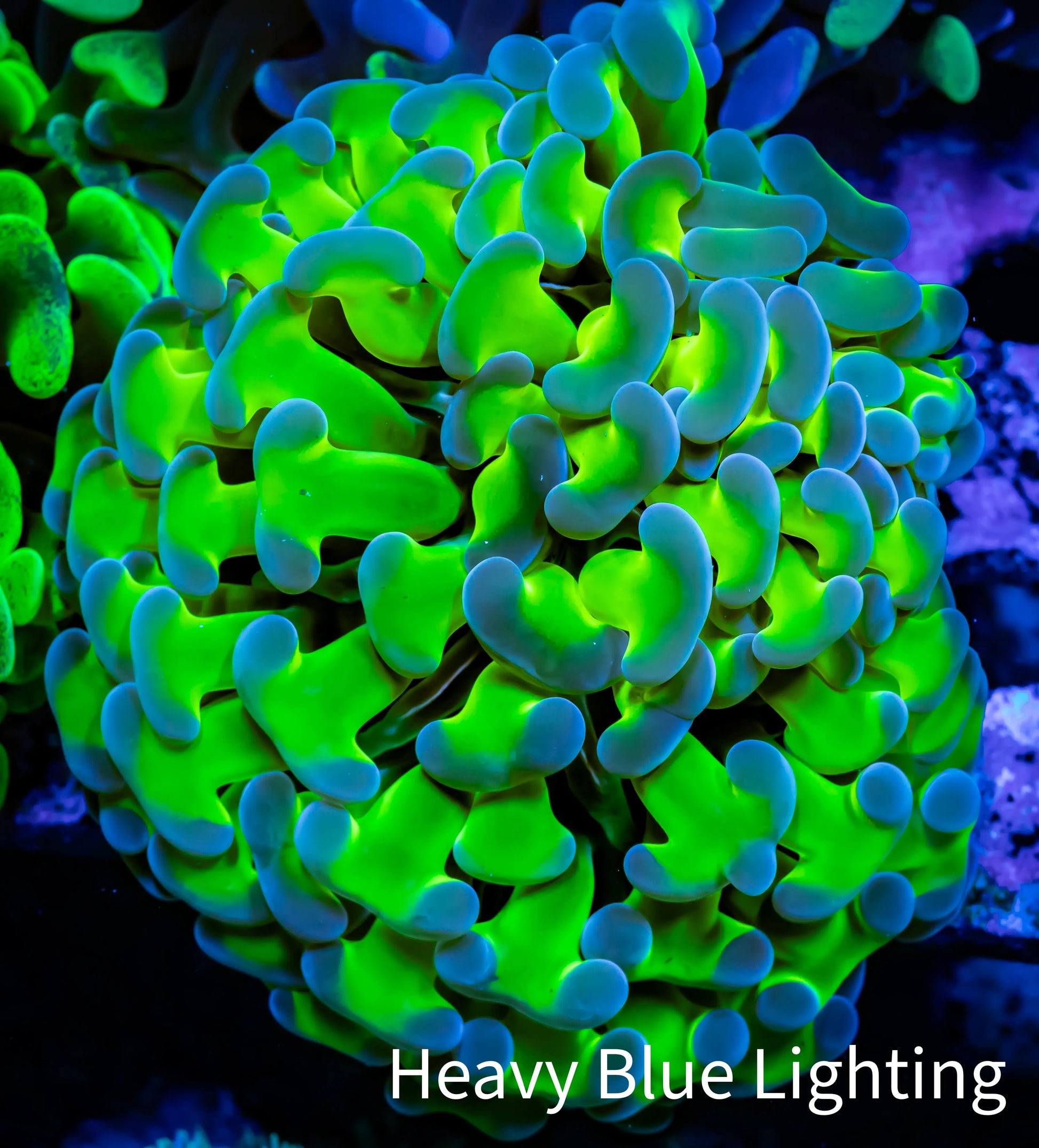 Ultra Hammer Coral WYSIWYG 6cm A4R5B1 Ultra Hammer Coral WYSIWYG 6cm A4R5B1 Aquarium Decor Ultra Hammer Coral WYSIWYG 6cm A4R5B1 Zeo Box Reef