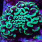 Ultra Hammer Coral -  WYSIWYG 6cm B1R6B1 Ultra Hammer Coral -  WYSIWYG 6cm B1R6B1 Aquarium Decor Ultra Hammer Coral -  WYSIWYG 6cm B1R6B1 Zeo Box Reef