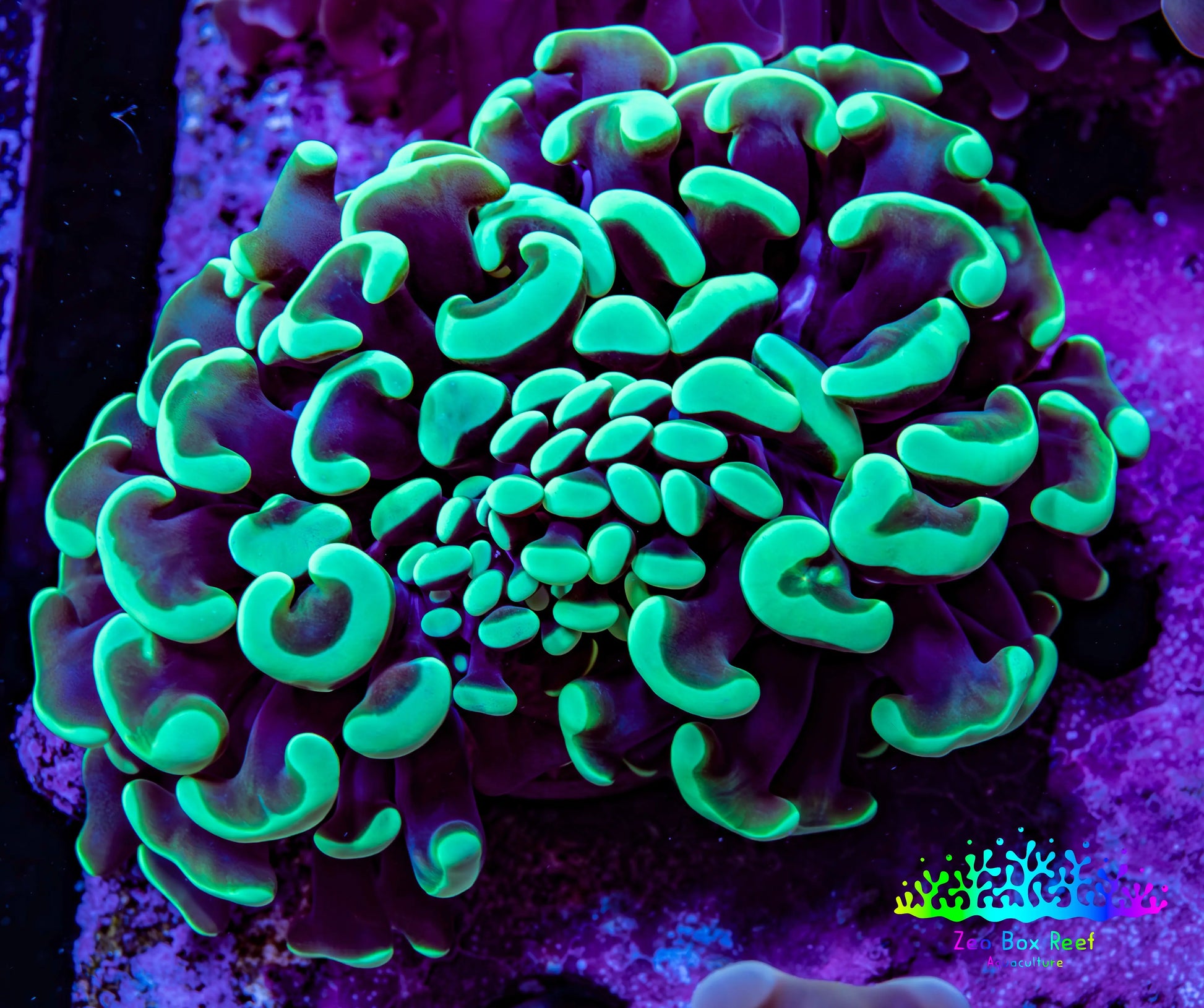 Ultra Hammer Coral -  WYSIWYG 6cm B1R6B1 Ultra Hammer Coral -  WYSIWYG 6cm B1R6B1 Aquarium Decor Ultra Hammer Coral -  WYSIWYG 6cm B1R6B1 Zeo Box Reef