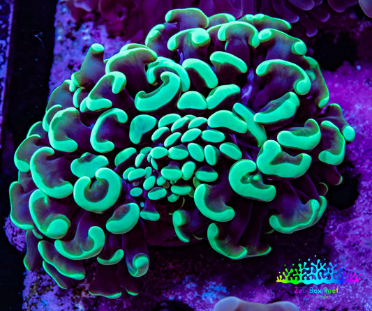 Ultra Hammer Coral -  WYSIWYG 6cm B1R6B1 Ultra Hammer Coral -  WYSIWYG 6cm B1R6B1 Aquarium Decor Ultra Hammer Coral -  WYSIWYG 6cm B1R6B1 Zeo Box Reef