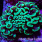 Ultra Hammer Coral -  WYSIWYG 6cm B1R6B1 Ultra Hammer Coral -  WYSIWYG 6cm B1R6B1 Aquarium Decor Ultra Hammer Coral -  WYSIWYG 6cm B1R6B1 Zeo Box Reef