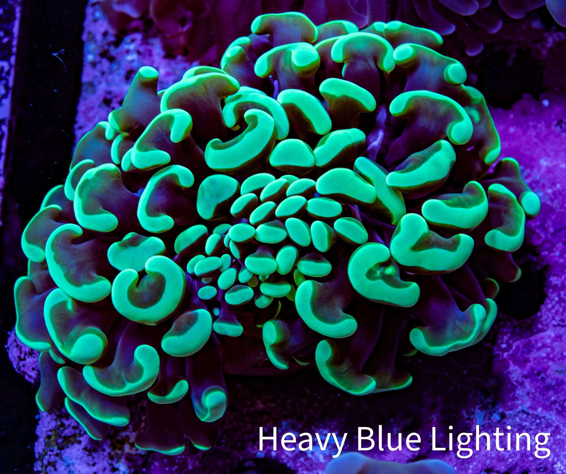 Ultra Hammer Coral -  WYSIWYG 6cm B1R6B1 Ultra Hammer Coral -  WYSIWYG 6cm B1R6B1 Aquarium Decor Ultra Hammer Coral -  WYSIWYG 6cm B1R6B1 Zeo Box Reef