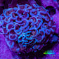 Ultra Hammer Coral -  WYSIWYG 6cm B2R6B1 Ultra Hammer Coral -  WYSIWYG 6cm B2R6B1 Aquarium Decor Ultra Hammer Coral -  WYSIWYG 6cm B2R6B1 Zeo Box Reef