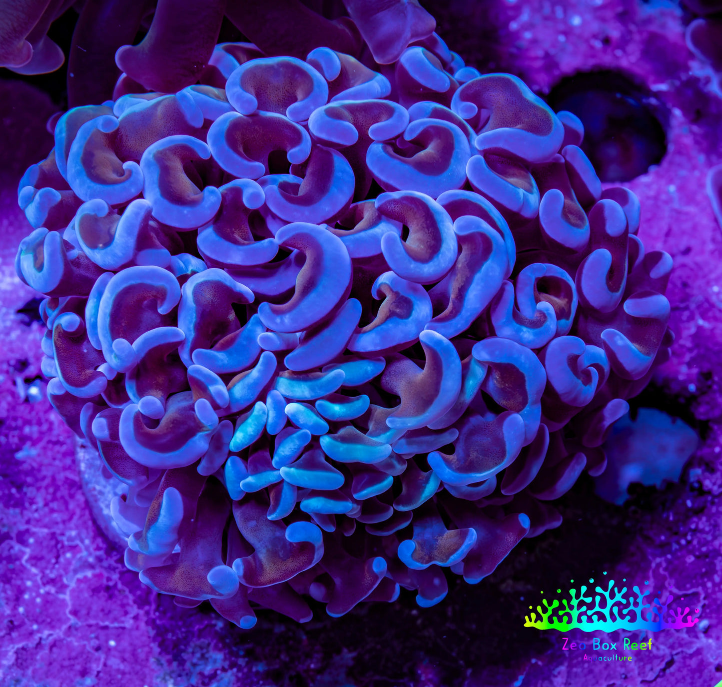 Ultra Hammer Coral -  WYSIWYG 6cm B2R6B1 Ultra Hammer Coral -  WYSIWYG 6cm B2R6B1 Aquarium Decor Ultra Hammer Coral -  WYSIWYG 6cm B2R6B1 Zeo Box Reef