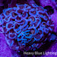Ultra Hammer Coral -  WYSIWYG 6cm B2R6B1 Ultra Hammer Coral -  WYSIWYG 6cm B2R6B1 Aquarium Decor Ultra Hammer Coral -  WYSIWYG 6cm B2R6B1 Zeo Box Reef