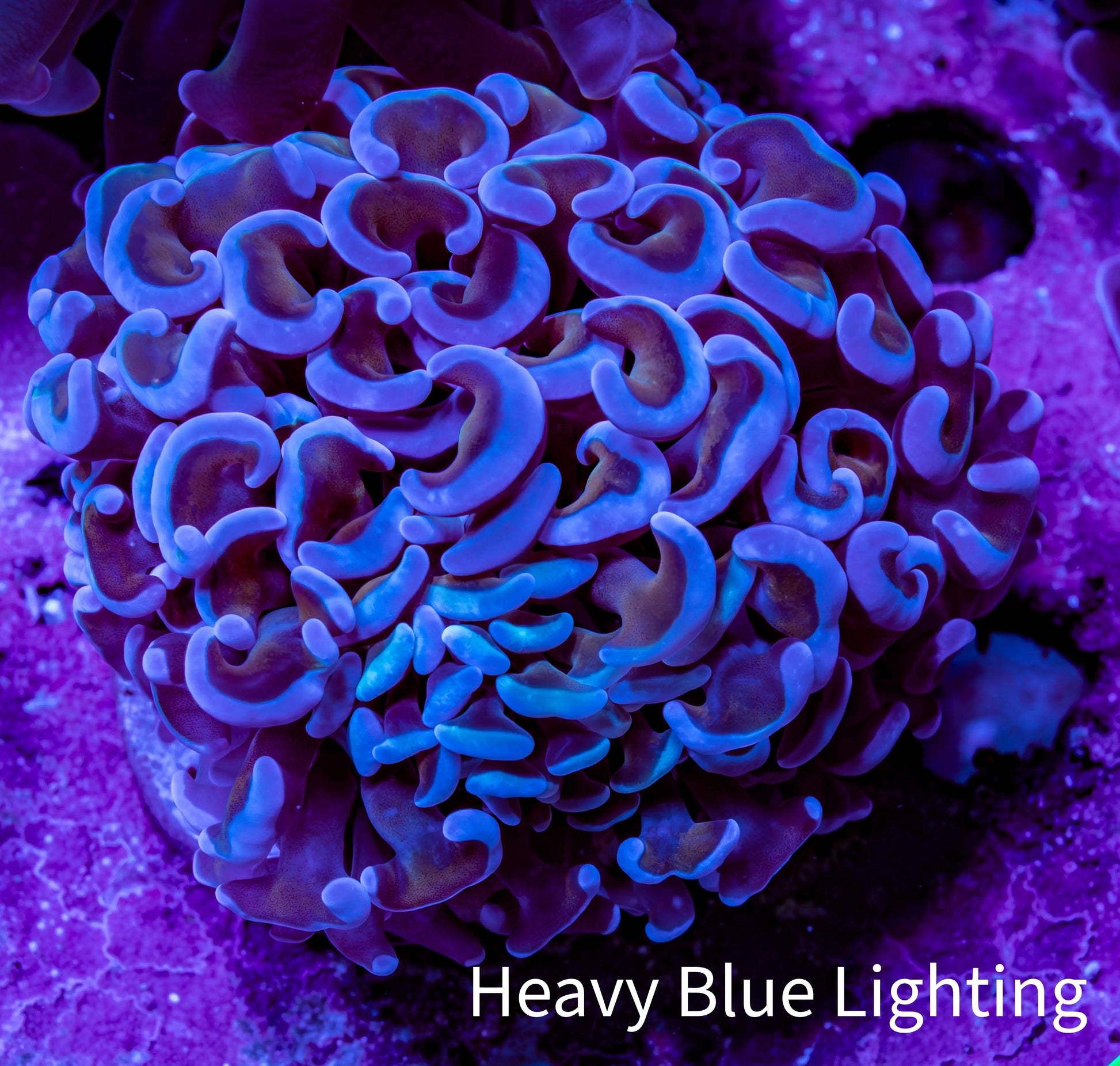 Ultra Hammer Coral -  WYSIWYG 6cm B2R6B1 Ultra Hammer Coral -  WYSIWYG 6cm B2R6B1 Aquarium Decor Ultra Hammer Coral -  WYSIWYG 6cm B2R6B1 Zeo Box Reef