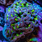 Ultra Hammer Coral -  WYSIWYG 6cm C51R6B1 Ultra Hammer Coral -  WYSIWYG 6cm C51R6B1 Aquarium Decor Ultra Hammer Coral -  WYSIWYG 6cm C51R6B1 Zeo Box Reef