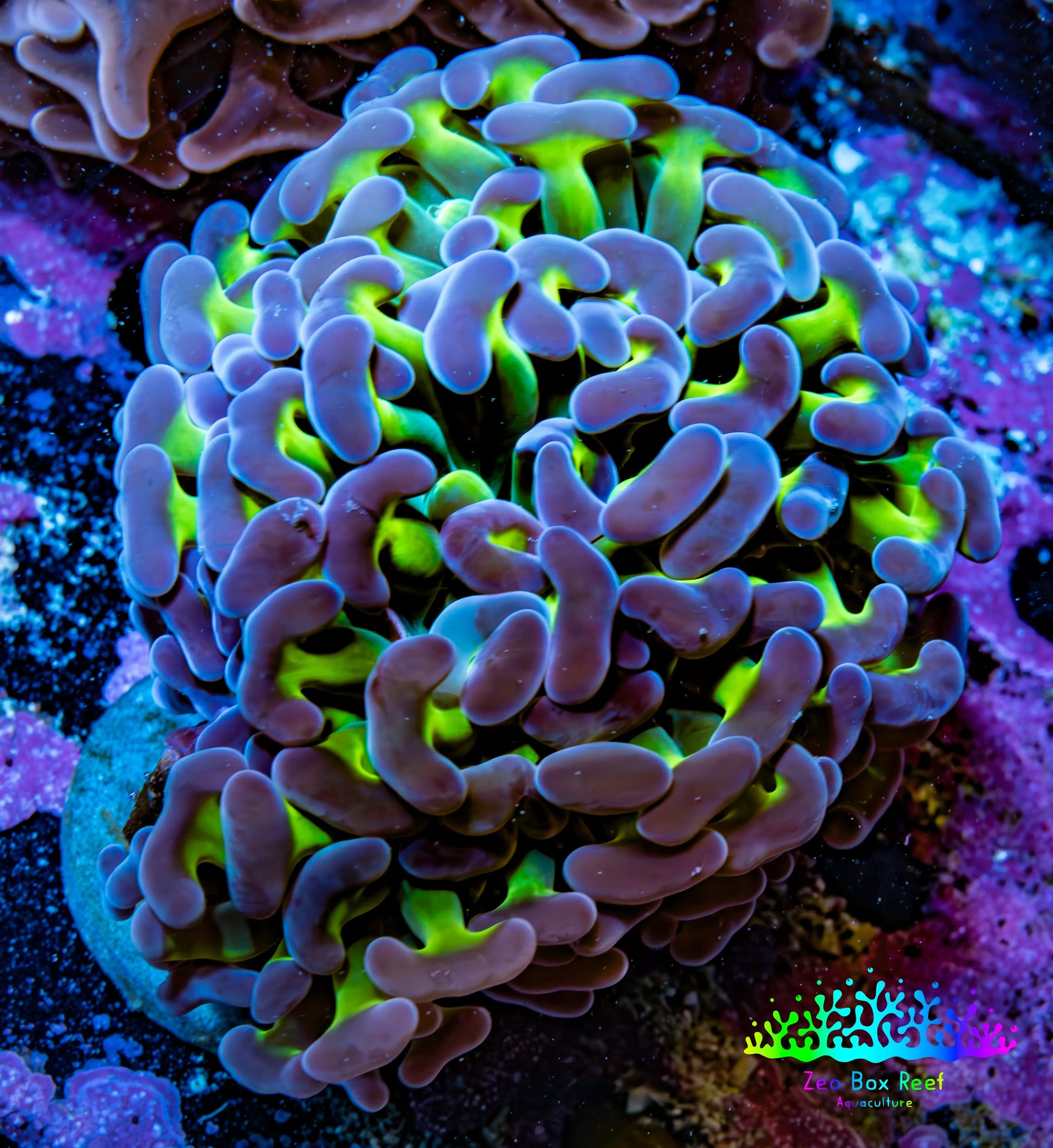 Ultra Hammer Coral -  WYSIWYG 6cm C51R6B1 Ultra Hammer Coral -  WYSIWYG 6cm C51R6B1 Aquarium Decor Ultra Hammer Coral -  WYSIWYG 6cm C51R6B1 Zeo Box Reef