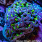 Ultra Hammer Coral -  WYSIWYG 6cm C51R6B1 Ultra Hammer Coral -  WYSIWYG 6cm C51R6B1 Aquarium Decor Ultra Hammer Coral -  WYSIWYG 6cm C51R6B1 Zeo Box Reef