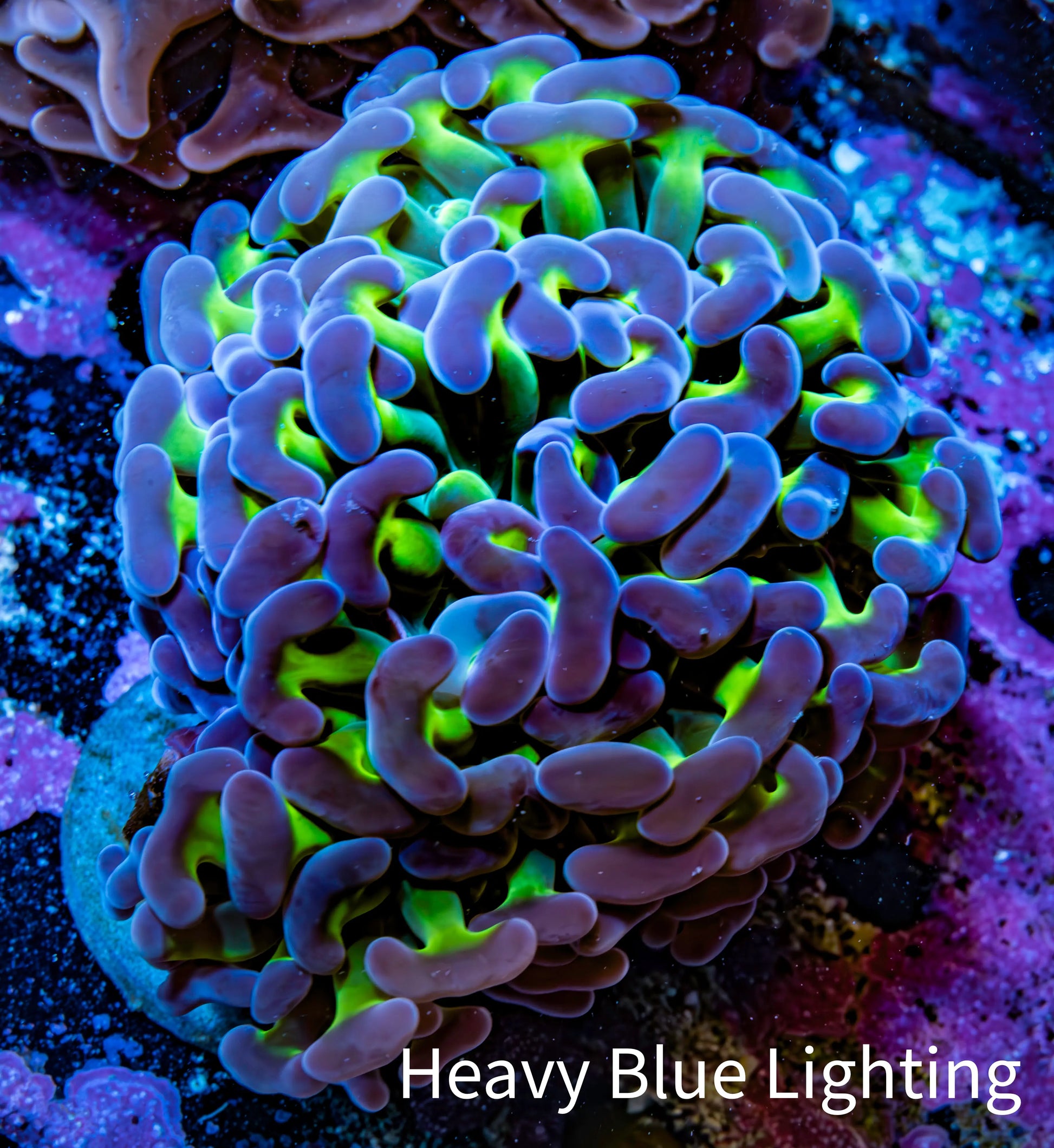 Ultra Hammer Coral -  WYSIWYG 6cm C51R6B1 Ultra Hammer Coral -  WYSIWYG 6cm C51R6B1 Aquarium Decor Ultra Hammer Coral -  WYSIWYG 6cm C51R6B1 Zeo Box Reef