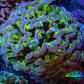 Ultra Hammer Coral -  WYSIWYG 6cm C51R6B1 Ultra Hammer Coral -  WYSIWYG 6cm C51R6B1 Aquarium Decor Ultra Hammer Coral -  WYSIWYG 6cm C51R6B1 Zeo Box Reef