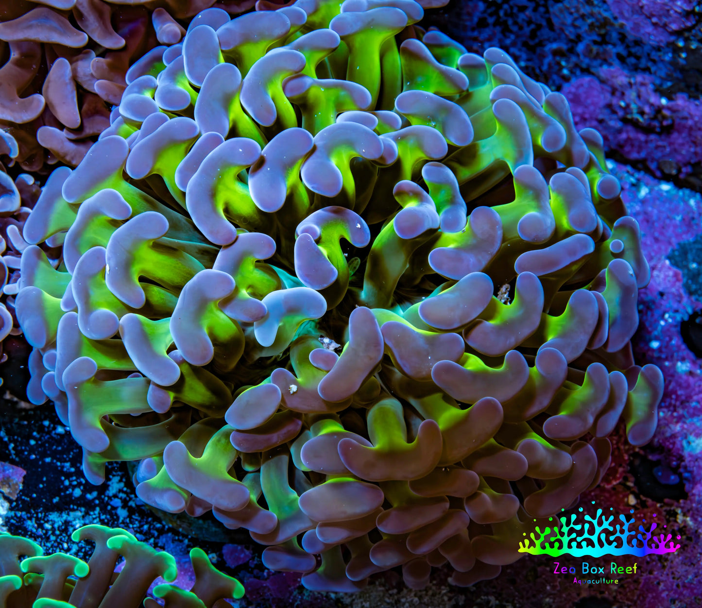 Ultra Hammer Coral -  WYSIWYG 6cm C51R6B1 Ultra Hammer Coral -  WYSIWYG 6cm C51R6B1 Aquarium Decor Ultra Hammer Coral -  WYSIWYG 6cm C51R6B1 Zeo Box Reef