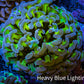 Ultra Hammer Coral -  WYSIWYG 6cm C51R6B1 Ultra Hammer Coral -  WYSIWYG 6cm C51R6B1 Aquarium Decor Ultra Hammer Coral -  WYSIWYG 6cm C51R6B1 Zeo Box Reef