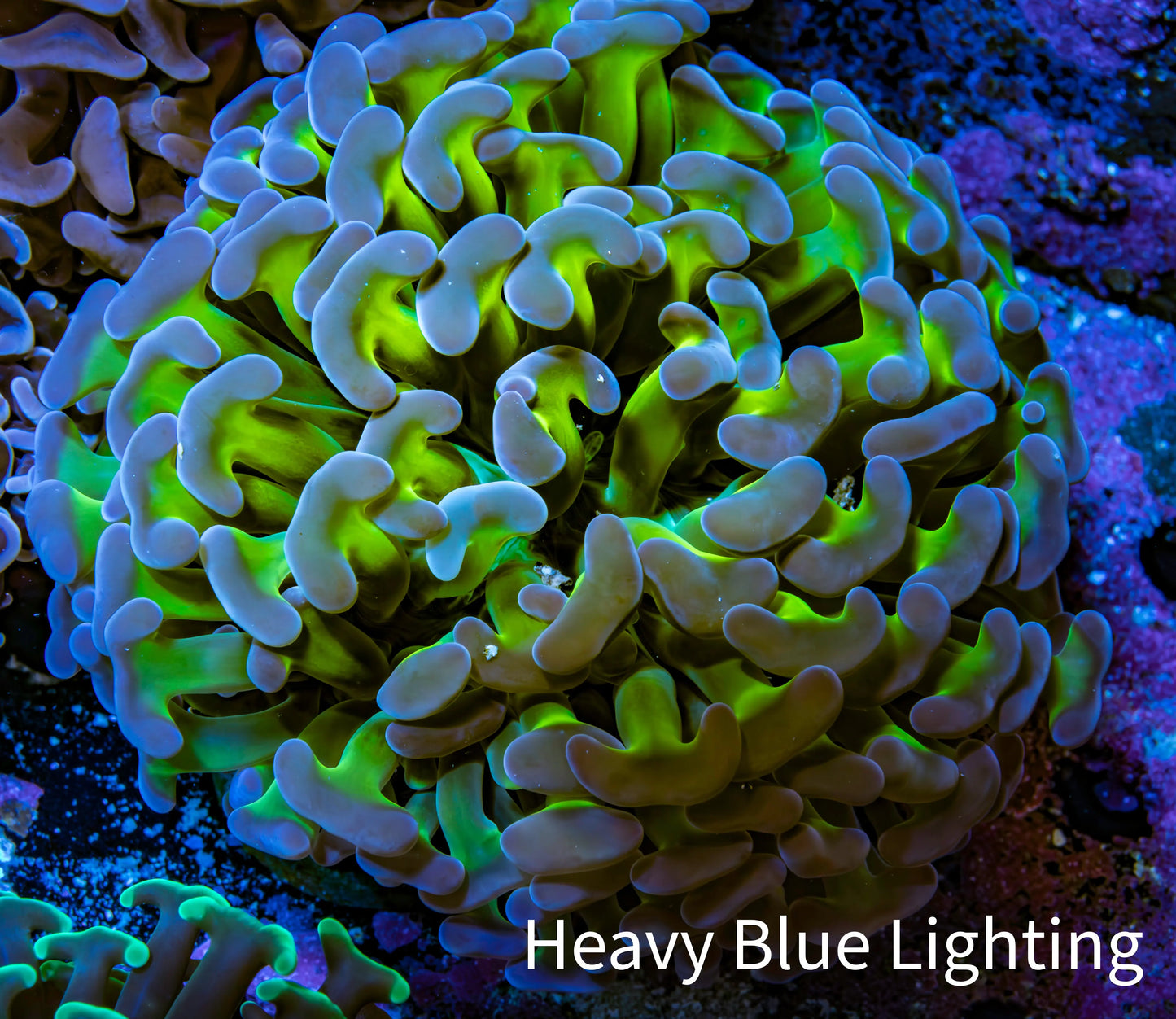 Ultra Hammer Coral -  WYSIWYG 6cm C51R6B1 Ultra Hammer Coral -  WYSIWYG 6cm C51R6B1 Aquarium Decor Ultra Hammer Coral -  WYSIWYG 6cm C51R6B1 Zeo Box Reef