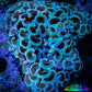 Ultra Hammer Coral -  WYSIWYG 6cm D1R5B1 Ultra Hammer Coral -  WYSIWYG 6cm D1R5B1 Aquarium Decor Ultra Hammer Coral -  WYSIWYG 6cm D1R5B1 Zeo Box Reef