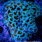 Ultra Hammer Coral -  WYSIWYG 6cm D1R5B1 Ultra Hammer Coral -  WYSIWYG 6cm D1R5B1 Aquarium Decor Ultra Hammer Coral -  WYSIWYG 6cm D1R5B1 Zeo Box Reef