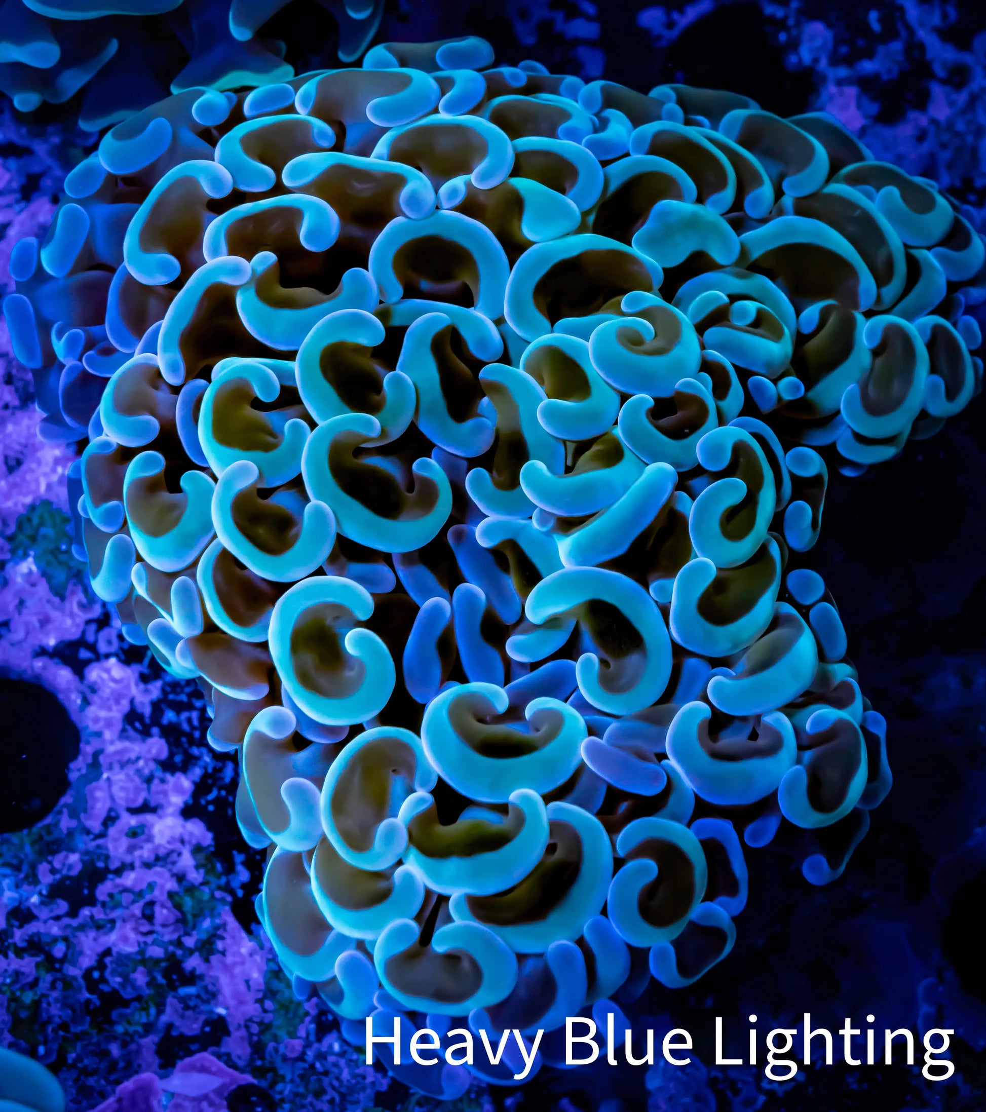 Ultra Hammer Coral -  WYSIWYG 6cm D1R5B1 Ultra Hammer Coral -  WYSIWYG 6cm D1R5B1 Aquarium Decor Ultra Hammer Coral -  WYSIWYG 6cm D1R5B1 Zeo Box Reef