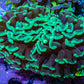 Ultra Hammer Coral -   WYSIWYG 6cm F2R6B1 Ultra Hammer Coral -   WYSIWYG 6cm F2R6B1 Aquarium Decor Ultra Hammer Coral -   WYSIWYG 6cm F2R6B1 Zeo Box Reef