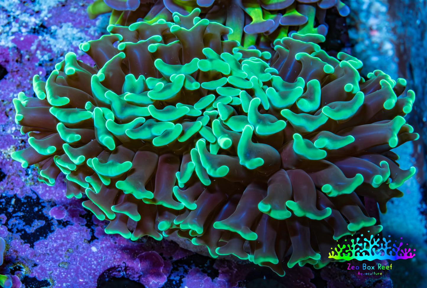 Ultra Hammer Coral -   WYSIWYG 6cm F2R6B1 Ultra Hammer Coral -   WYSIWYG 6cm F2R6B1 Aquarium Decor Ultra Hammer Coral -   WYSIWYG 6cm F2R6B1 Zeo Box Reef