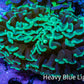 Ultra Hammer Coral -   WYSIWYG 6cm F2R6B1 Ultra Hammer Coral -   WYSIWYG 6cm F2R6B1 Aquarium Decor Ultra Hammer Coral -   WYSIWYG 6cm F2R6B1 Zeo Box Reef