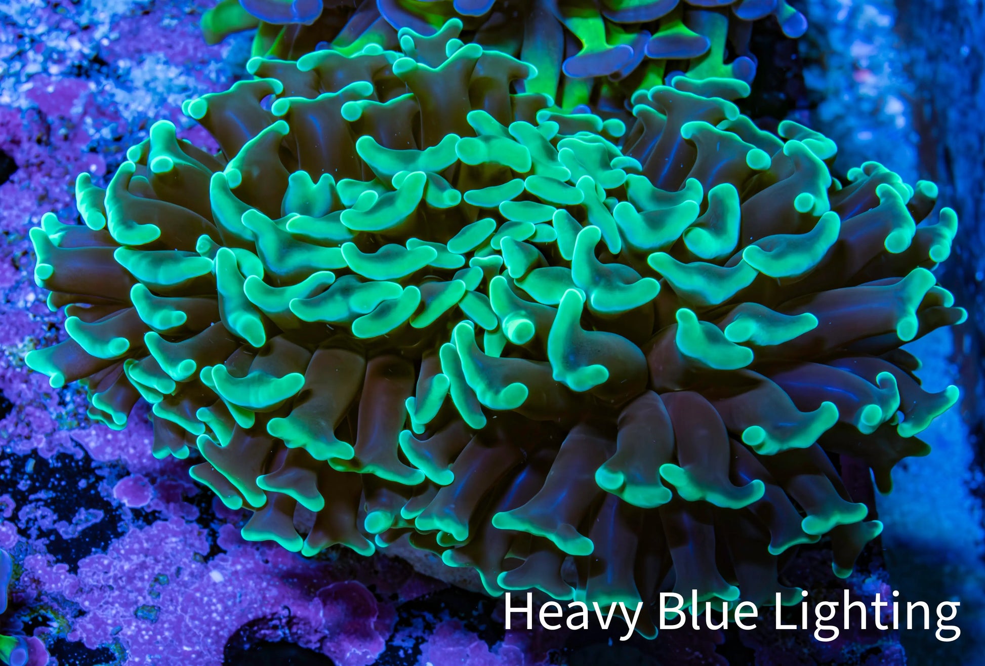 Ultra Hammer Coral -   WYSIWYG 6cm F2R6B1 Ultra Hammer Coral -   WYSIWYG 6cm F2R6B1 Aquarium Decor Ultra Hammer Coral -   WYSIWYG 6cm F2R6B1 Zeo Box Reef