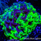 Ultra Hammer Coral WYSIWYG 6cm Ultra Hammer Coral WYSIWYG 6cm Aquarium Decor Ultra Hammer Coral WYSIWYG 6cm Zeo Box Reef