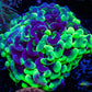 Ultra Hammer Coral WYSIWYG 6cm Ultra Hammer Coral WYSIWYG 6cm Aquarium Decor Ultra Hammer Coral WYSIWYG 6cm Zeo Box Reef