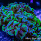 Ultra Hammer Coral   WYSIWYG 6cm Ultra Hammer Coral   WYSIWYG 6cm Aquarium Decor Ultra Hammer Coral   WYSIWYG 6cm Zeo Box Reef