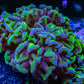 Ultra Hammer Coral   WYSIWYG 6cm Ultra Hammer Coral   WYSIWYG 6cm Aquarium Decor Ultra Hammer Coral   WYSIWYG 6cm Zeo Box Reef