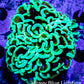 Ultra Hammer Coral -  WYSIWYG 7cm A3R5B1 Ultra Hammer Coral -  WYSIWYG 7cm A3R5B1 Aquarium Decor Ultra Hammer Coral -  WYSIWYG 7cm A3R5B1 Zeo Box Reef
